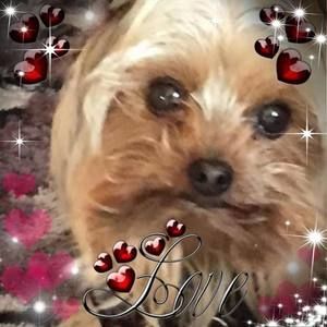 Meet your Posher, Inge